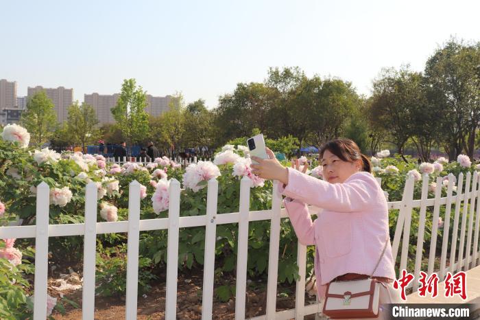 市民游客觀賞牡丹，拍照留念。　李明芮 攝